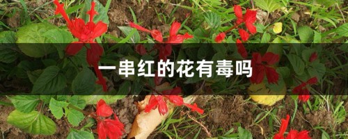 一串红的花有毒吗，花蜜可以吃吗