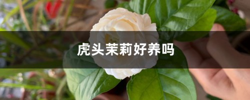 虎头茉莉好养吗