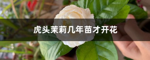 虎头茉莉几年苗才开花