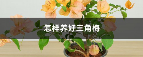 怎样养好三角梅