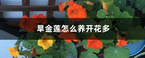 旱金莲怎么养开花多，如何养爆盆