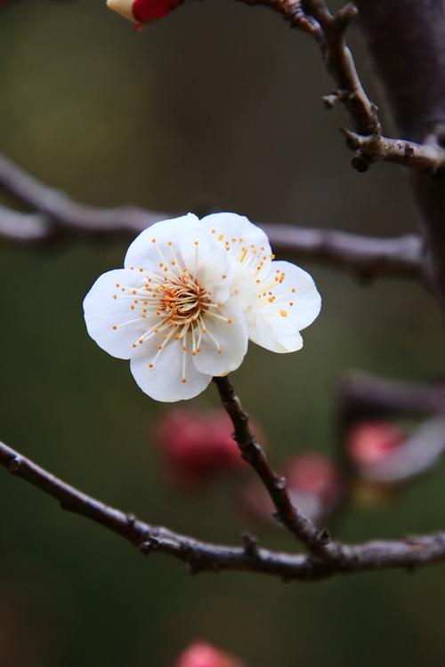 白色梅花